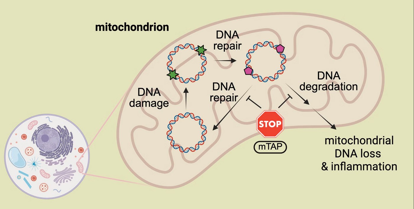 Chemical Shield Stops DNA Damage from Triggering Diseaseโ’A Paradigm Shift’