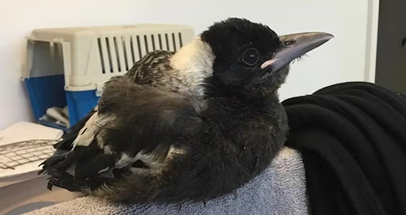 Years After She Saved a Magpie it Returns the Favor Saving Her Life After She Fell from Window