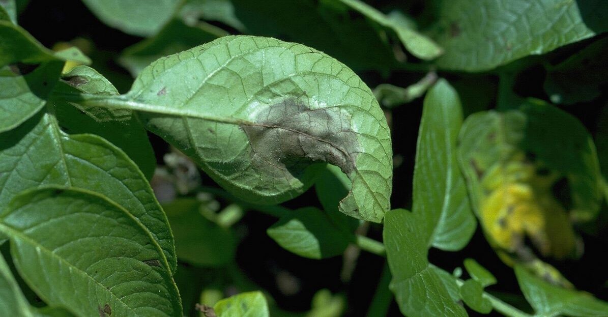 Potato Blight Warning App to Help Farmers Beat a Billion Dollar Pest