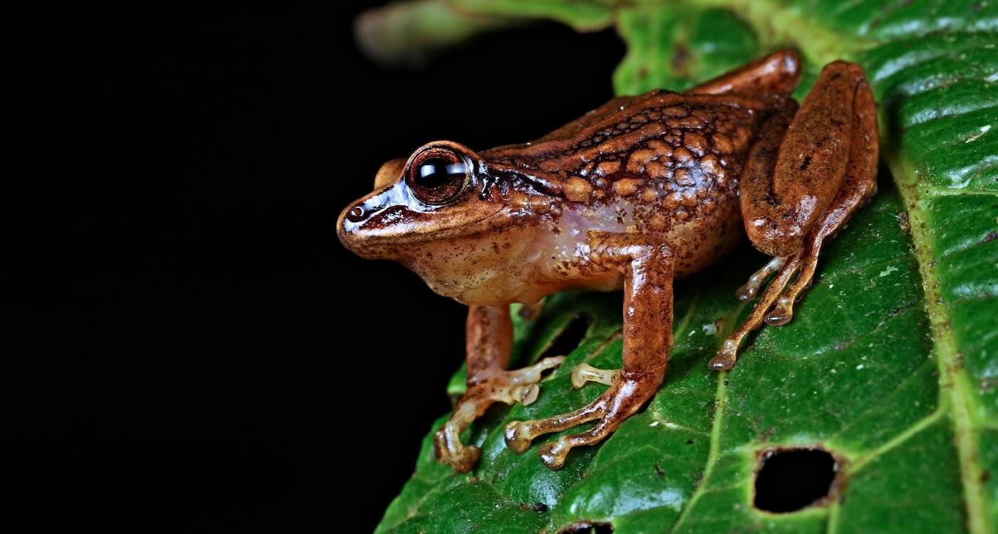 Three New Frog Species Discovered as Scientists Trek to Remote Peaks in the Andes Where No Roads Go