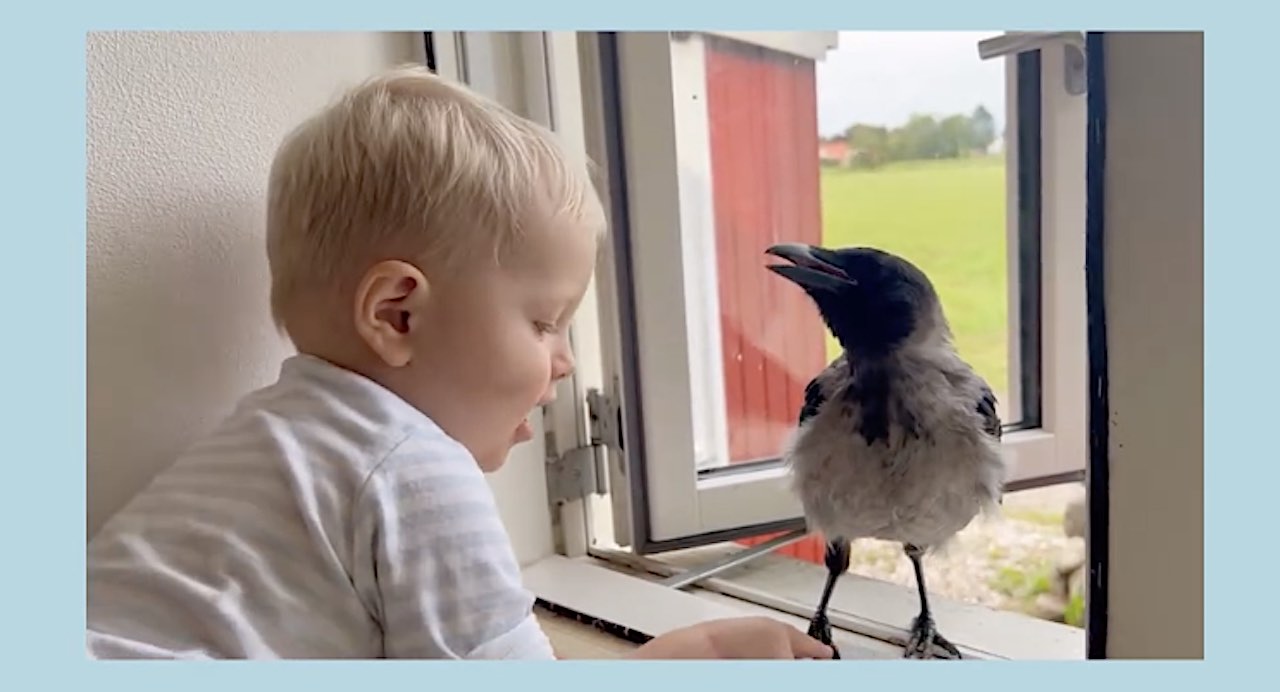 Rescued Crow Is Boy’s Best Friend, Waiting for Him to Get Home from School Every Day: โWeโre his flockโ