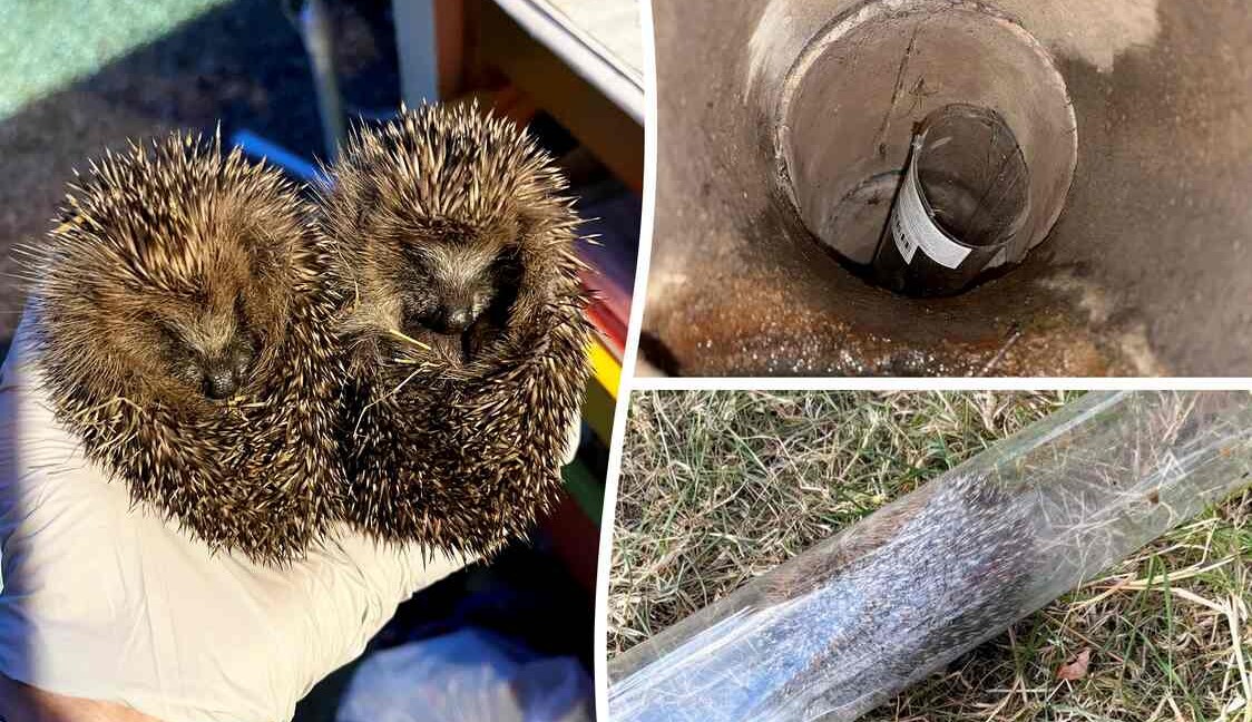 Baby Hedgehog Sibling is Rescued from Drain by Clever Firefighters Using a Vacuum and Tube