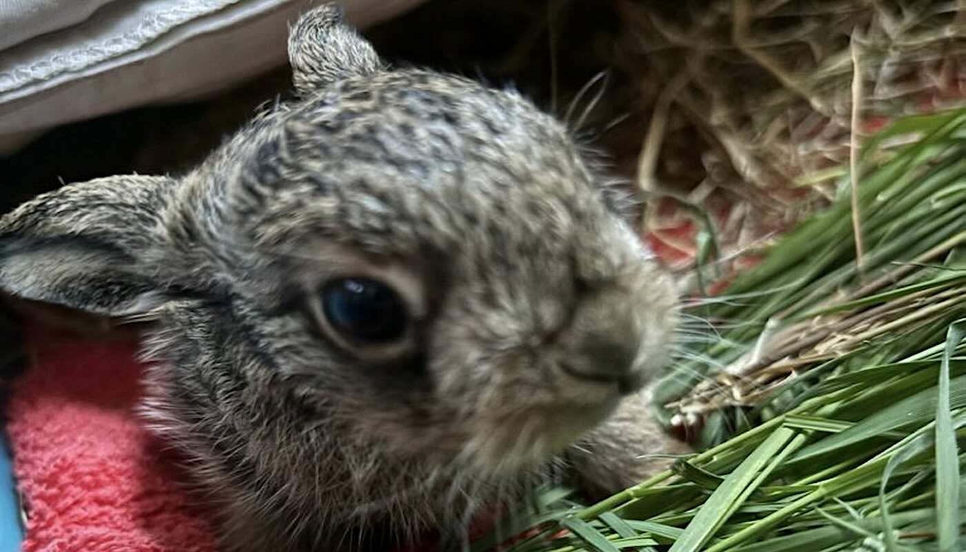 Baby Hare Survives After Farmer Performs Emergency CโSection with Pocket Knife