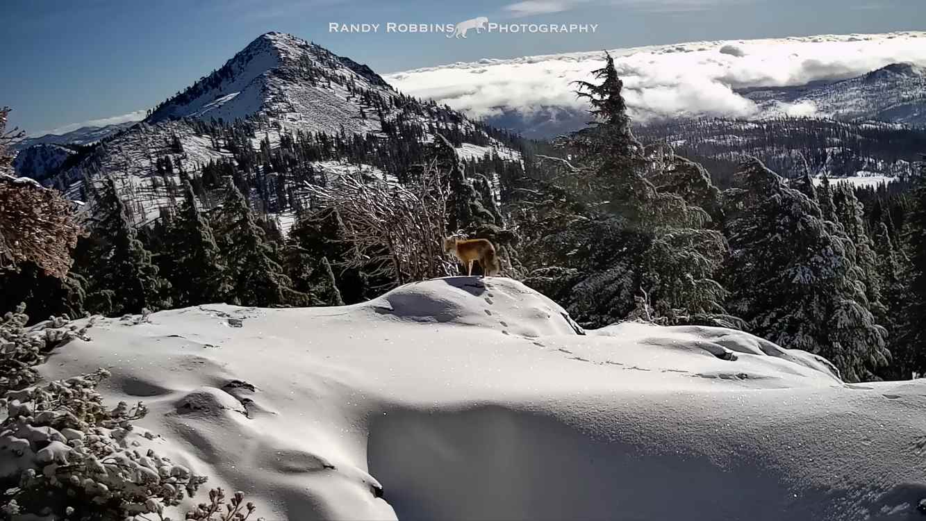 Near-Extinct Red Fox Caught on Trail Cam in National Park After Years of Hoping to Glimpse Elusive Creatures