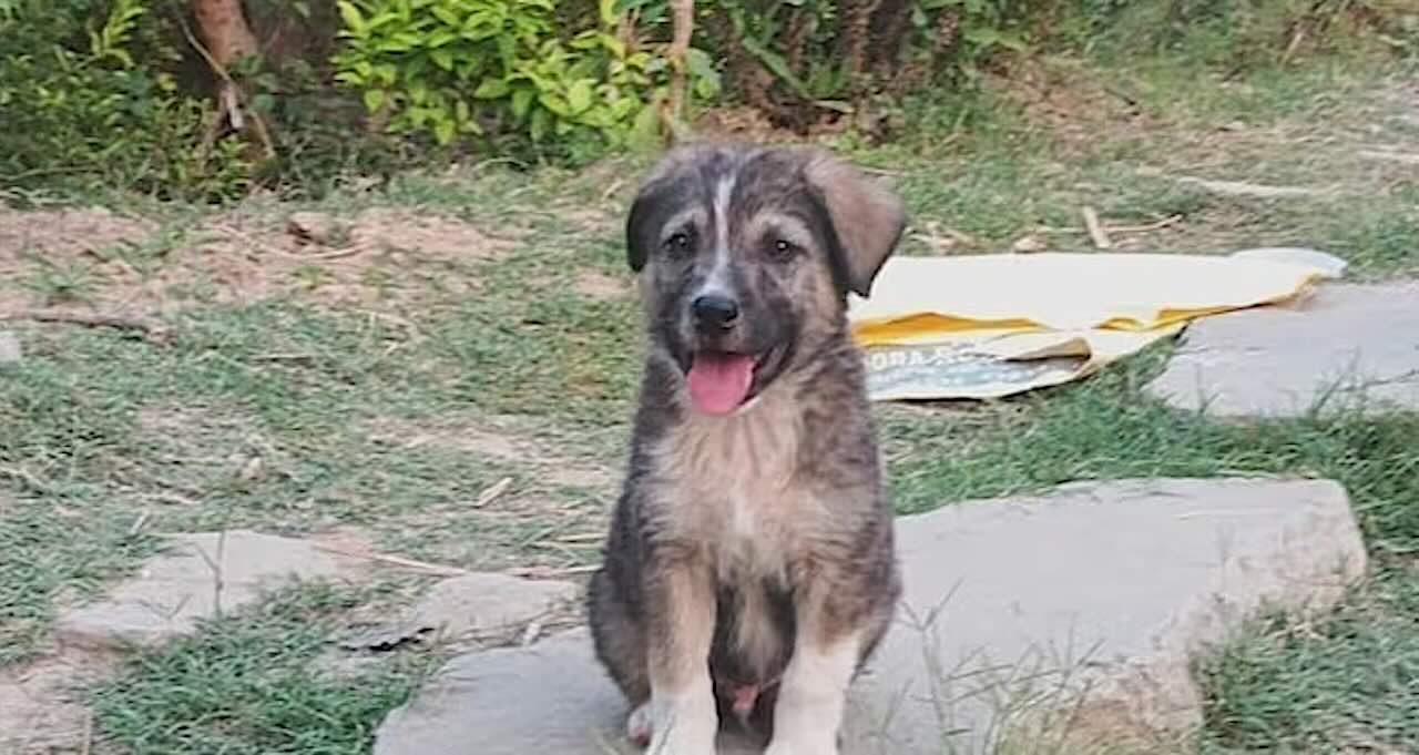 Heroic Dog ‘Rocky’ Alerts Indian Village of Oncoming Landslide, Saving Dozens