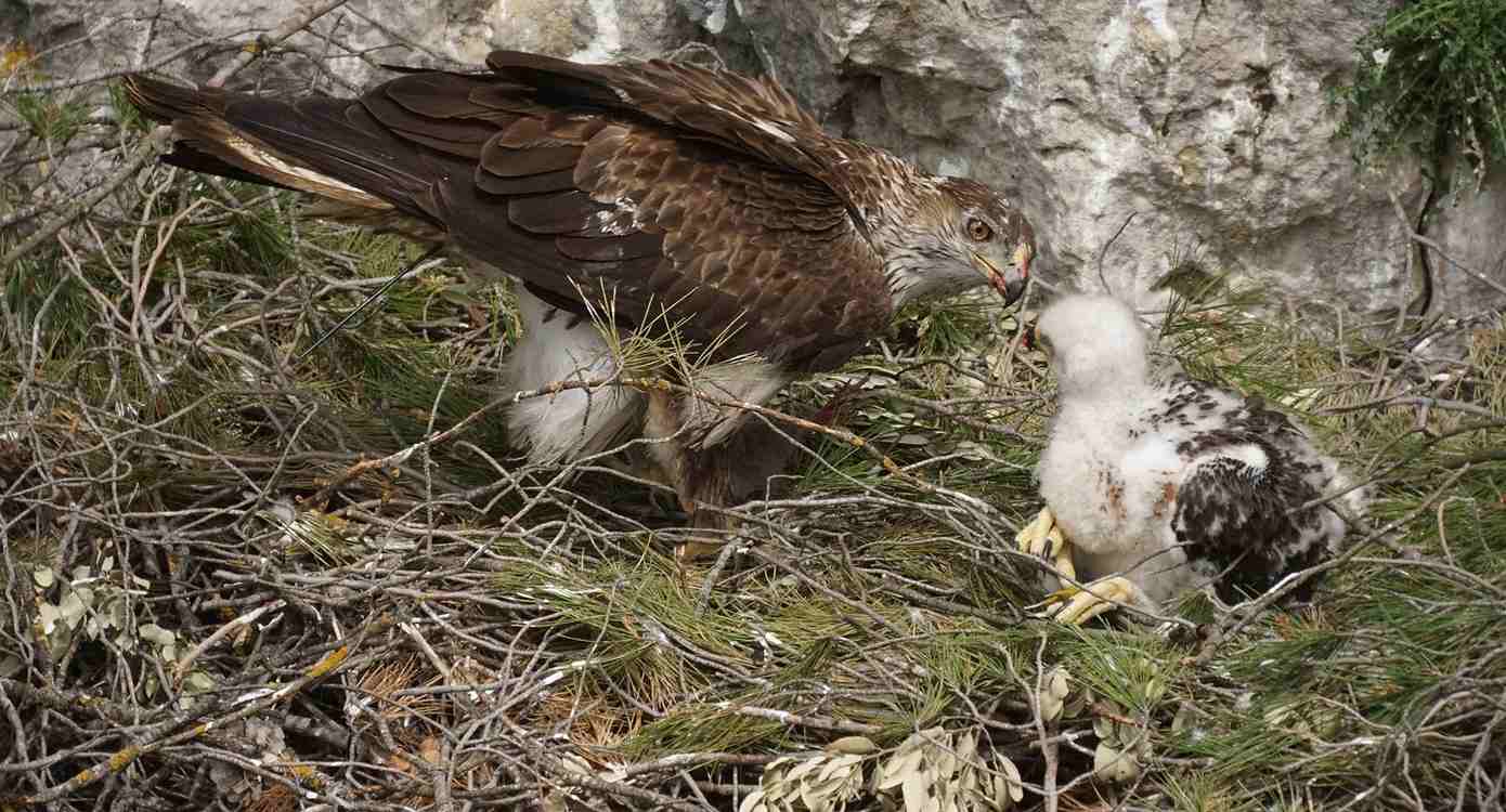 France Sees a Doubling of Eagle Mating Pairs After Decades of Successful Work