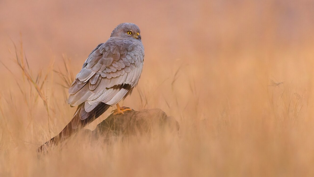 UKโs Rarest Breeding Birds Raise Chicks for First Time in Six Years