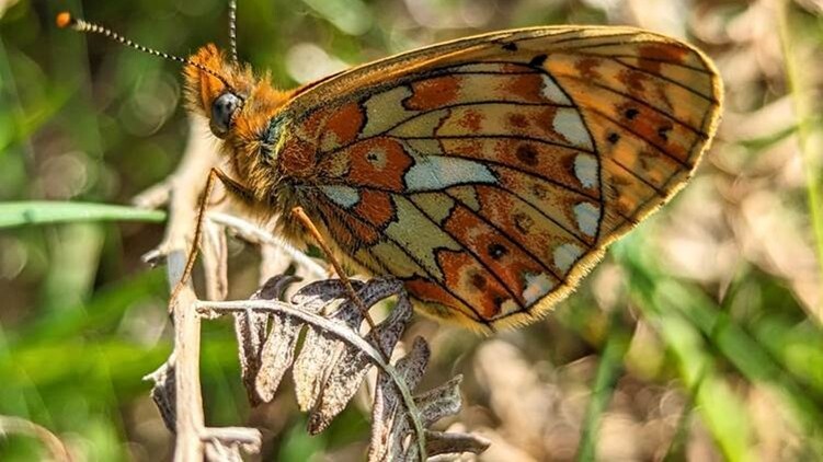 Conservationist Hail Recovery of 150 Struggling Species Thanks to Projects by Natural England