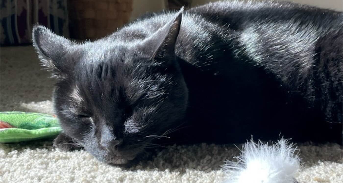 New Cancer Therapy for Cats ‘Could Save Human Lives’ Too