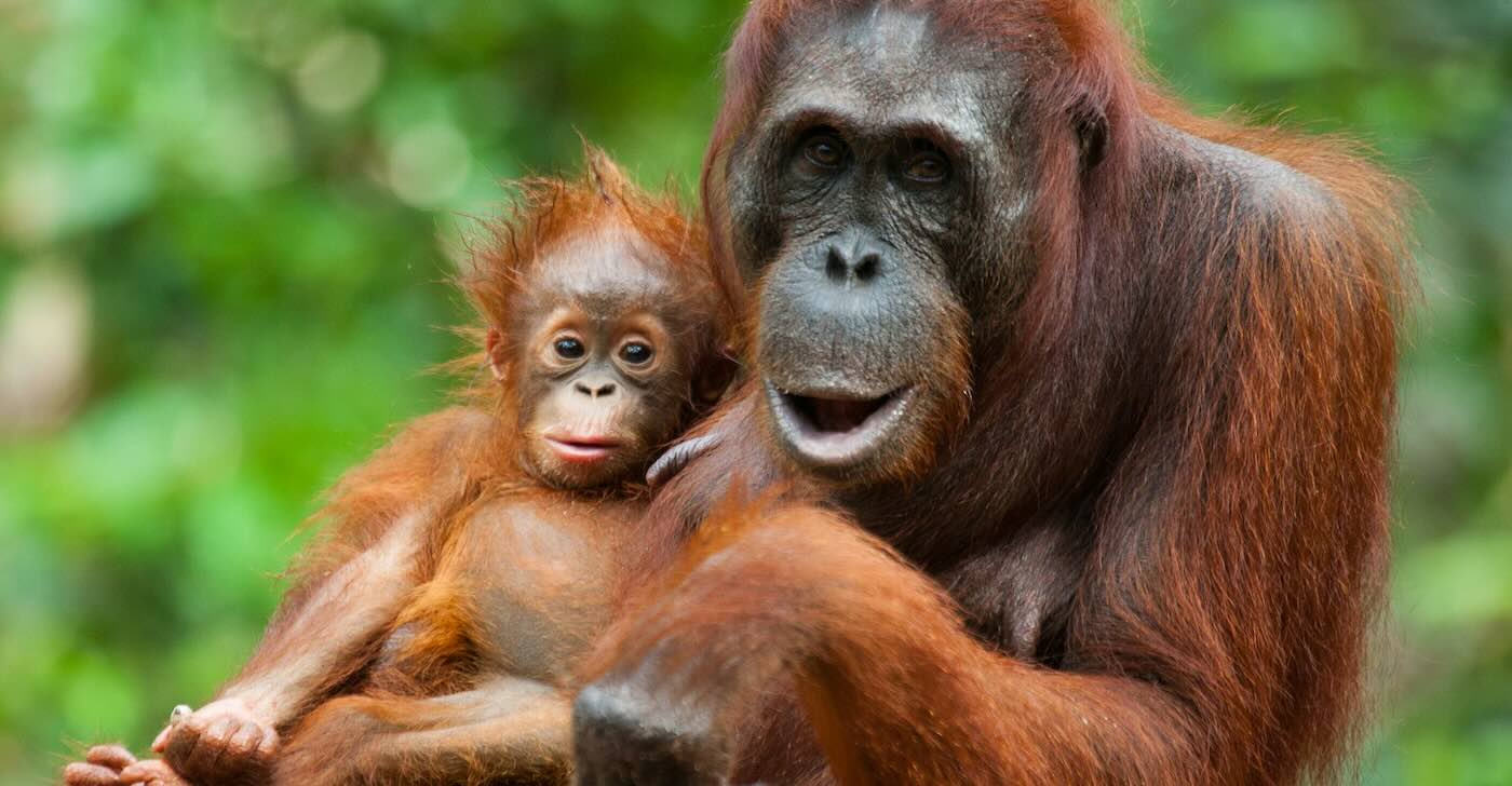 Local Communities Protecting Millions of Acres of Orangutan Habitat Beyond Nat. Park Boundaries