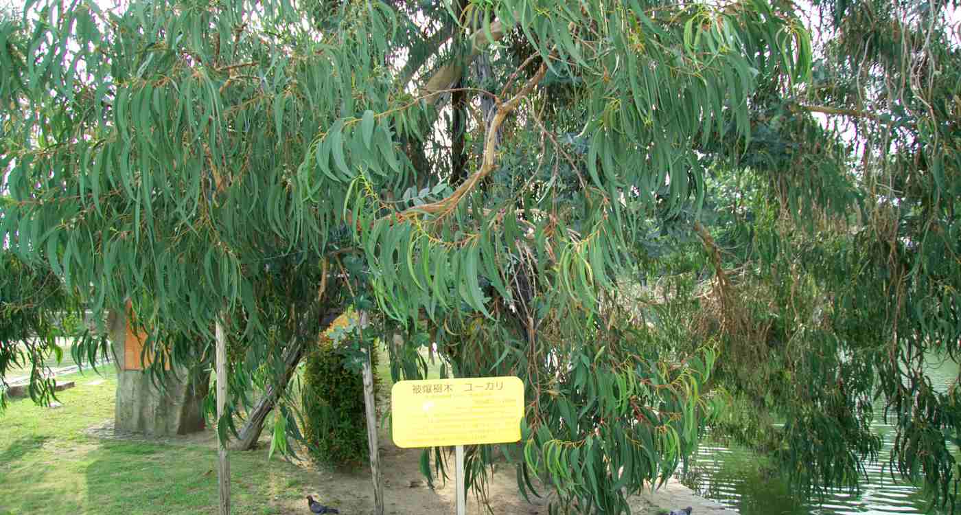 These Trees Survived Hiroshima, Group Plants Their Seeds Worldwide to Preserve Their Memory