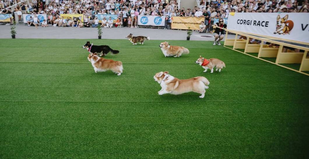 Corgi Race Causes Cuteness Overload in Lithuania at its 5th Annual Event โ (WATCH)