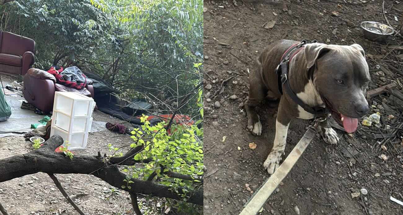 Intuition and a Devoted Dog Guided a Man to An Unconscious Couple Whose Lives He Saved