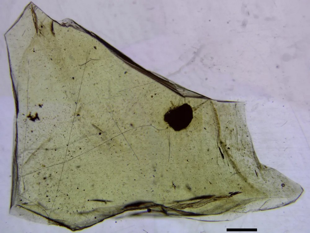 112-Million-Year-Old Amber Samples Preserve a Snapshot of an Ancient Forest
