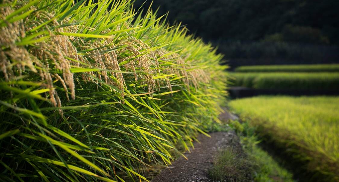 This Year’s Nice Rice Price Marks an 18-year Low Amid a Doubling of Per-Acre Yield