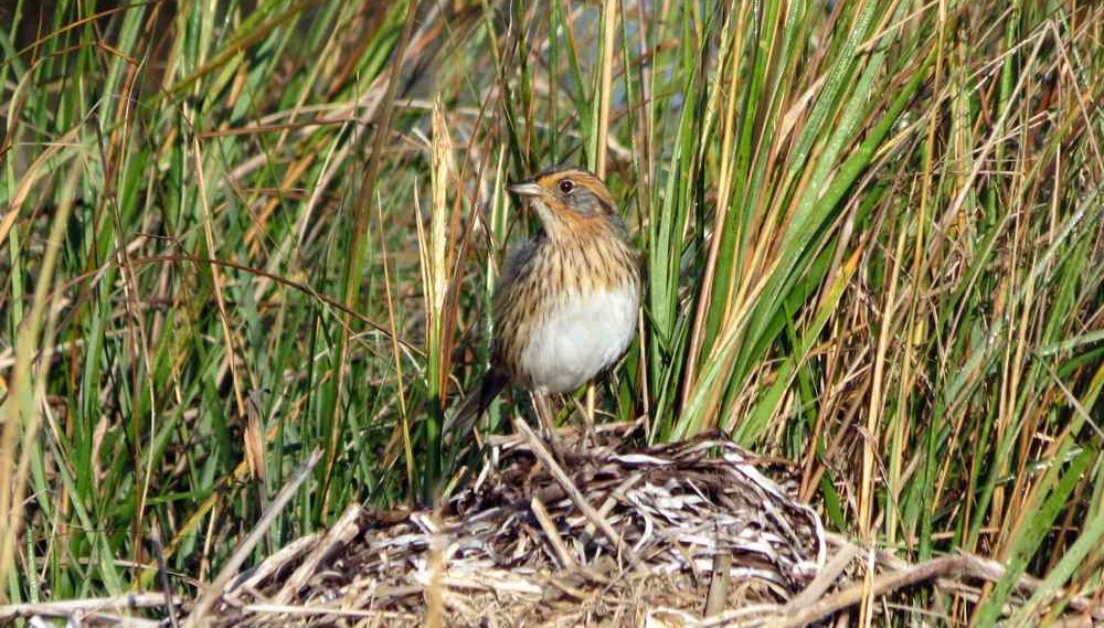 Citizen Scientists’ Makeshift ‘Coffee Filter Arks’ Help Prevent These Sparrows Chicks from Drowning