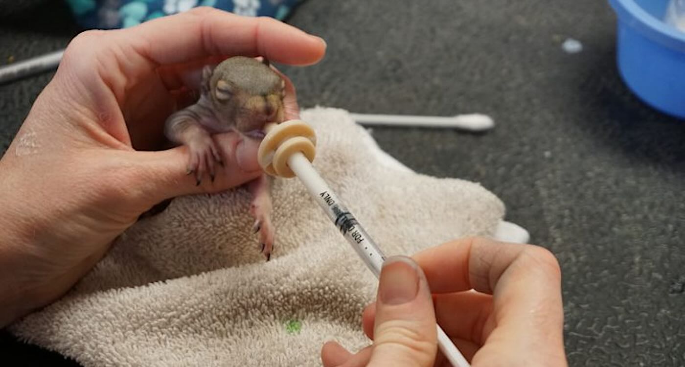 In Prisons Across Ohio, These Inmates Are Finding Meaning by Saving Orphaned and Injured Animals