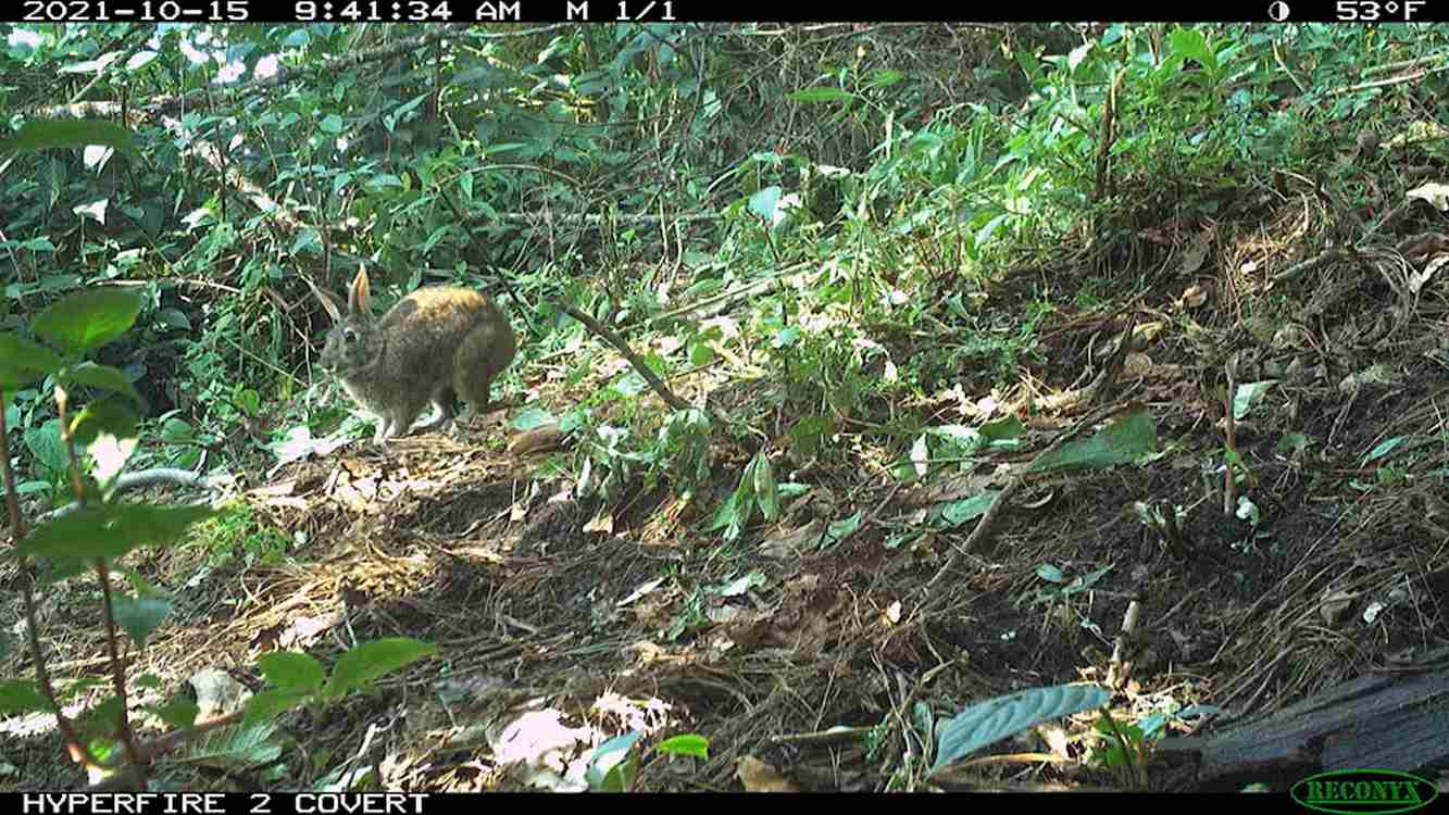 Small Rabbit with a Black Tail Not Seen in 120 Years Found Hopping Around Mexican Mountains