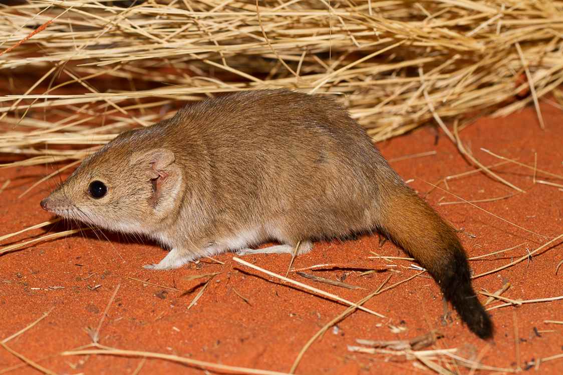 This Little Marsupial Was Almost Extinct But Recovered Totally During Australian Mega Drought