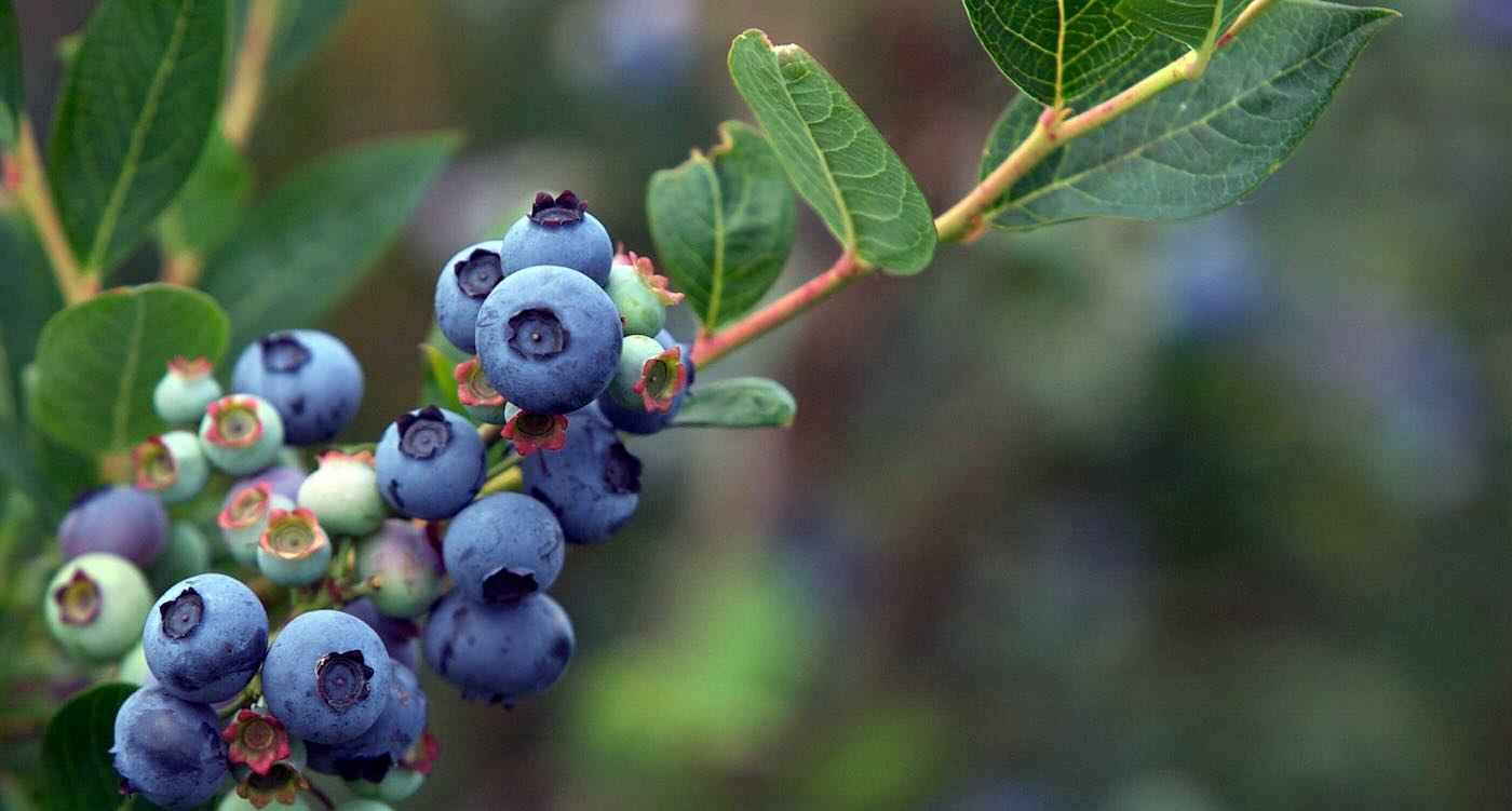 Feeding Blueberries to Babies May Reduce Allergy Symptoms and Improve Gut Health