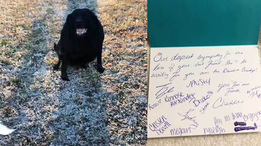 TikToker Reveals Restaurant’s Viral Compassion After He Ordered His Dog’s Last Meal