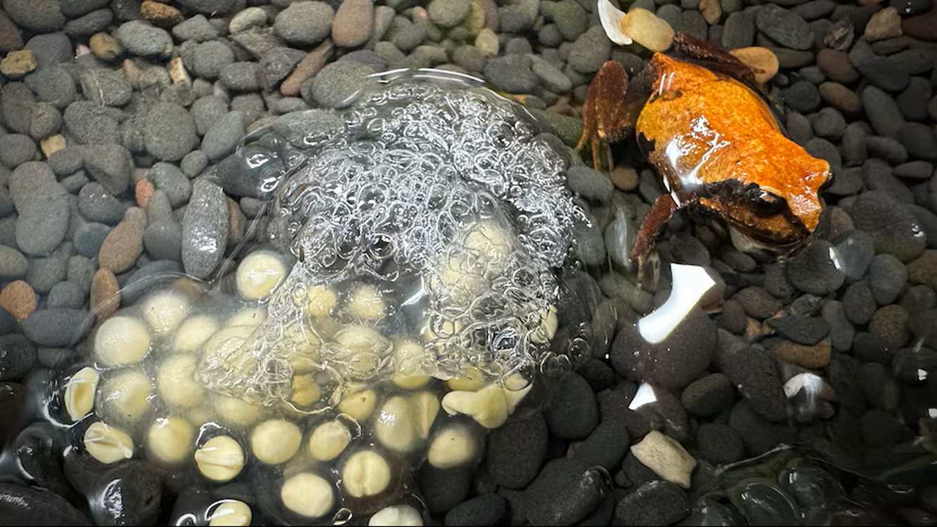 Endangered Red and Yellow Mountain Frogs Are Bred for First Time–Years of Work to Save the Species