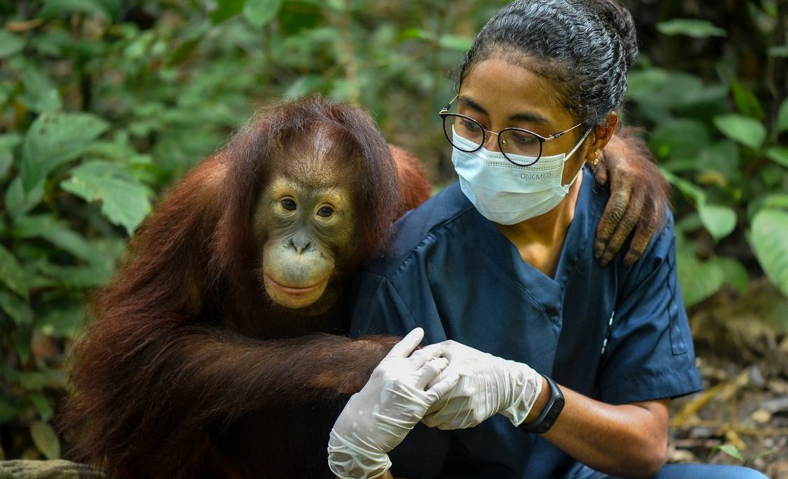 Orangutan Released After 9 Years of Intensive Rehabilitation in Nonprofit’s ‘Jungle School’