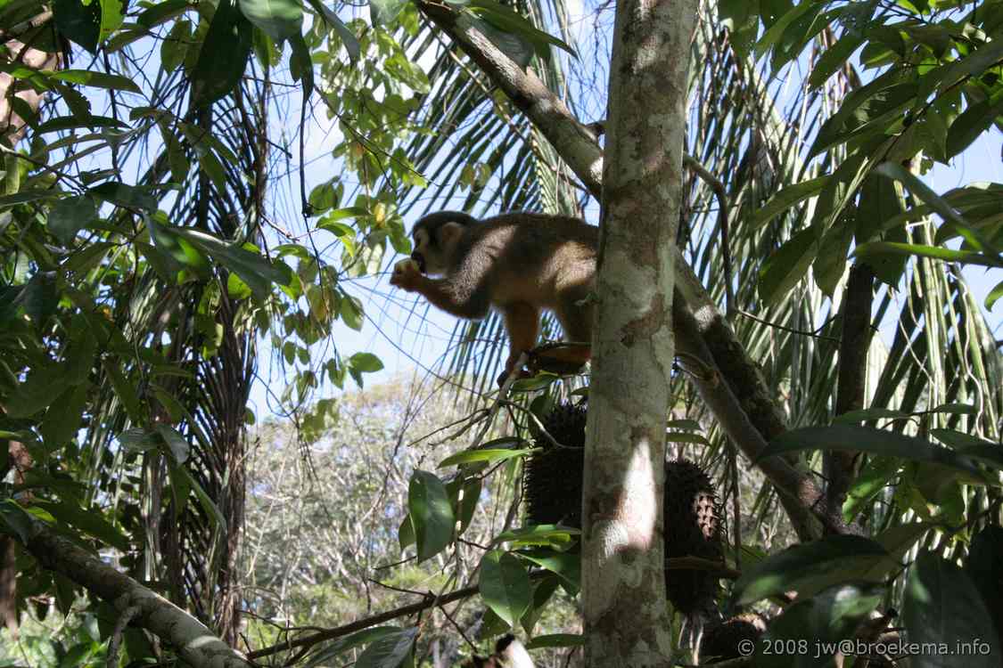 Nation That’s 90% Rainforest Announces Protections for 90% of its RainforestsโOver 25 Million Acres