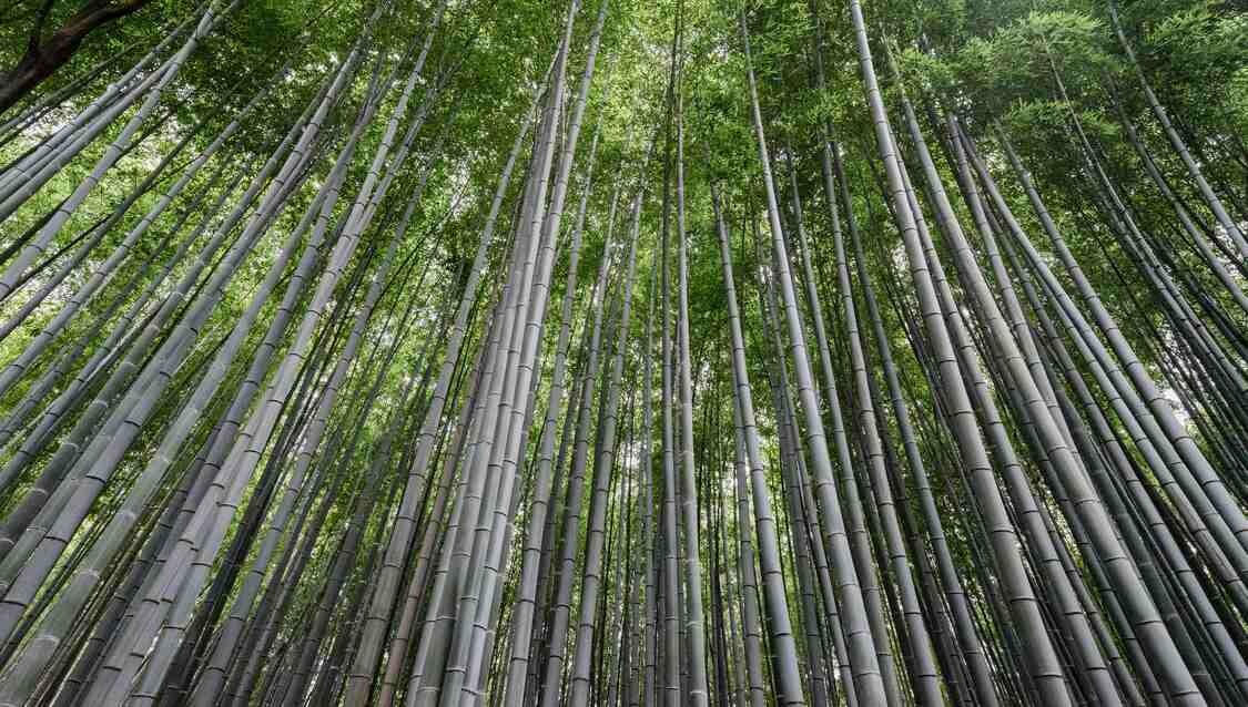Biodegradable Plastic Made from Bamboo Is Stronger and Easy to Recycle