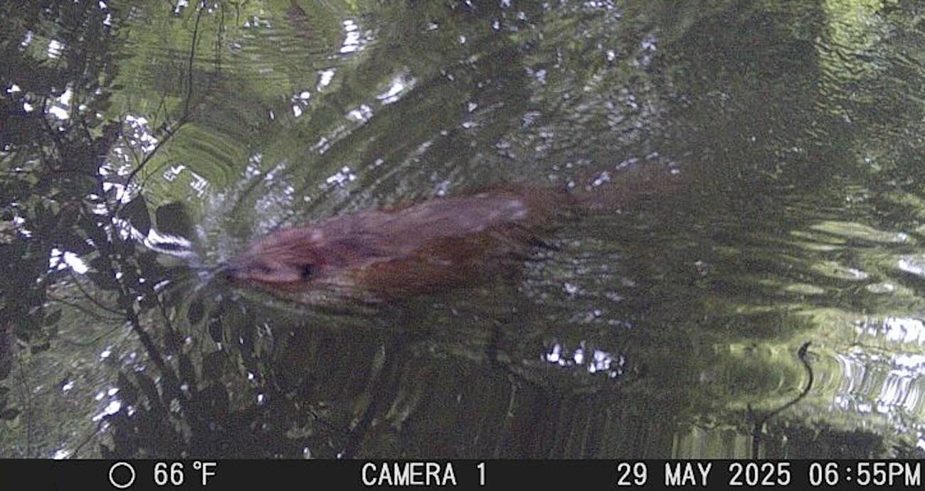 Camera Traps Reveal Beavers Have Finally Returned to the Bronx River After โa Very Long Timeโ