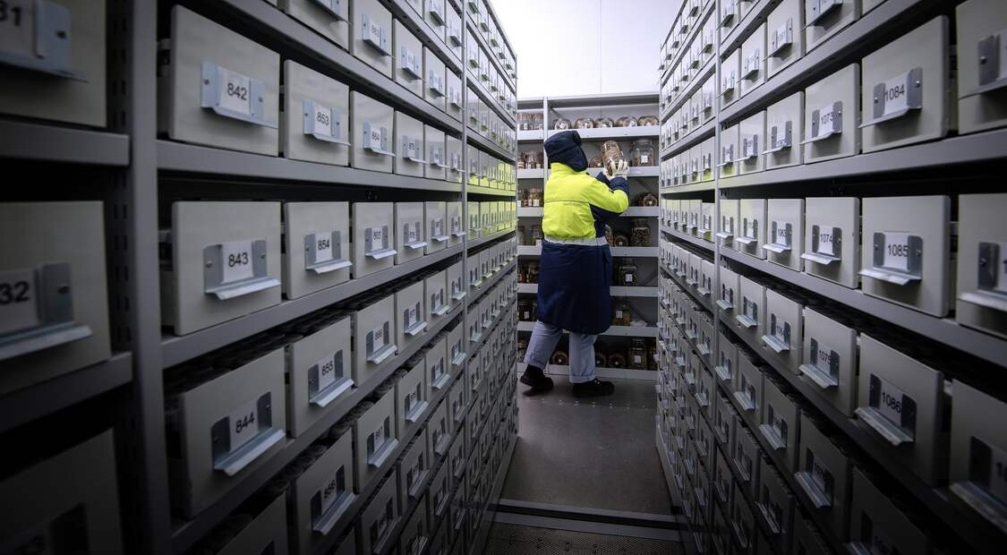 Quarter Century of Collecting Seeds From Around the World Safeguards Them From Extinction