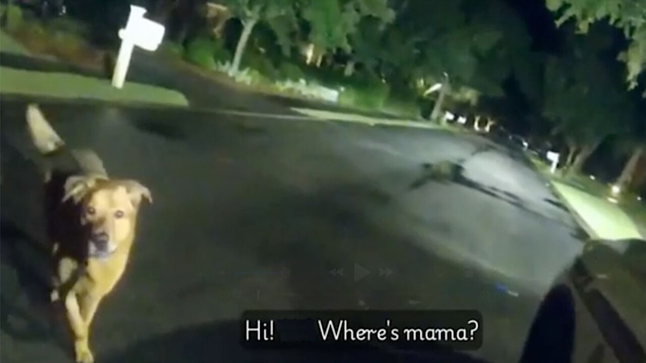 Family Pup Saved from Shelter Guides Officer to Missing Grandmother