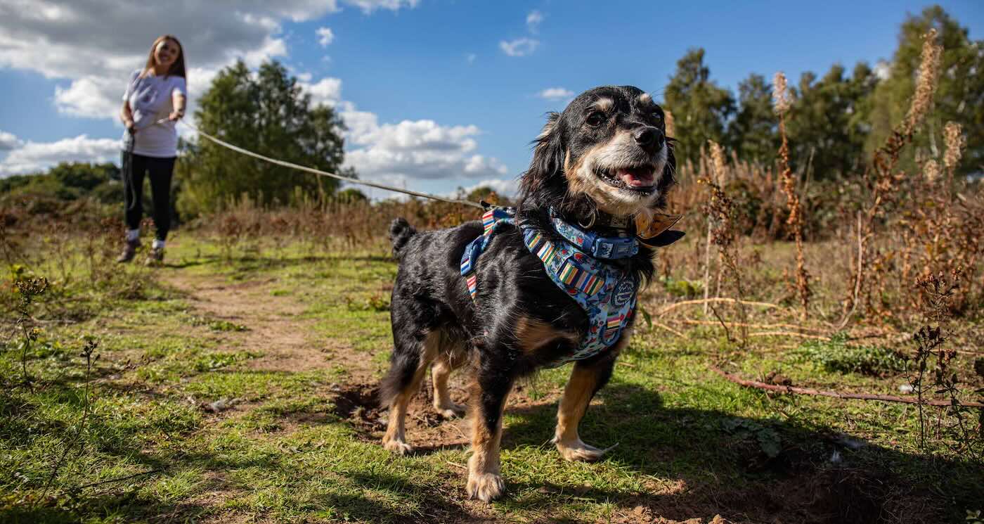 Stray Dog Saved From โDeath Rowโ Turns into Brilliant Detective, Sniffing out Lost Animals