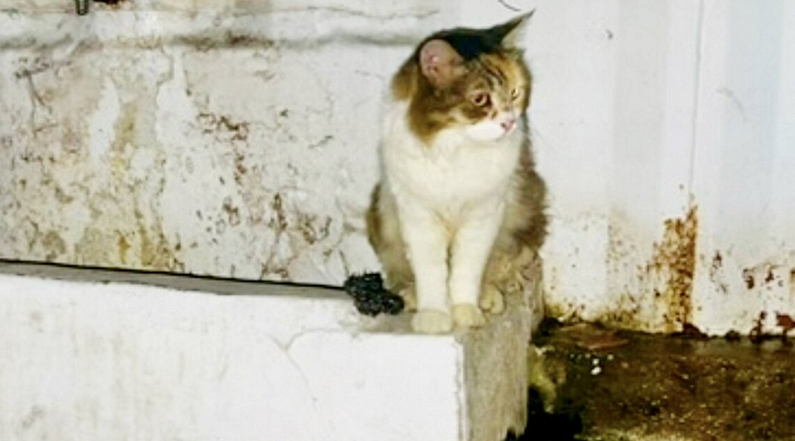 Woman Rescues Cat That Survived in Derelict Bathroom for Two Years: ‘Rescuing starts with noticing’