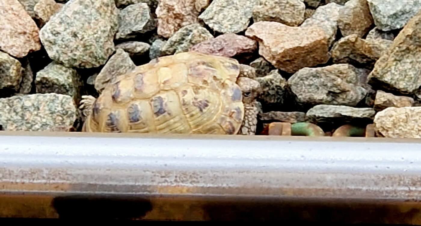 Escaped Pet Tortoise Wanders onto Train Tracks But is Saved by Railway Staff After Passenger Spots it