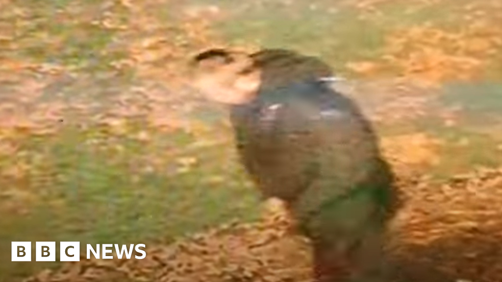 Suspect video released after ‘racially aggravated’ Walsall rape