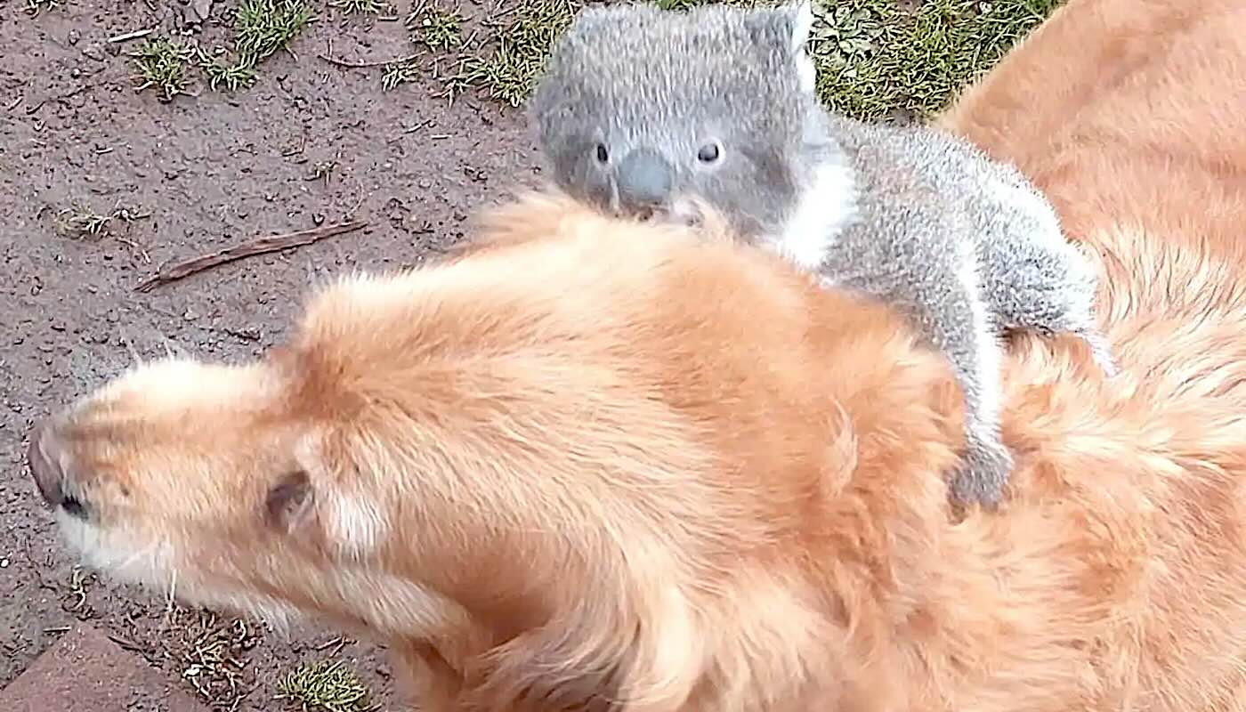 Man is Shocked to Find His Dog Giving a Baby Koala a Piggyback Ride