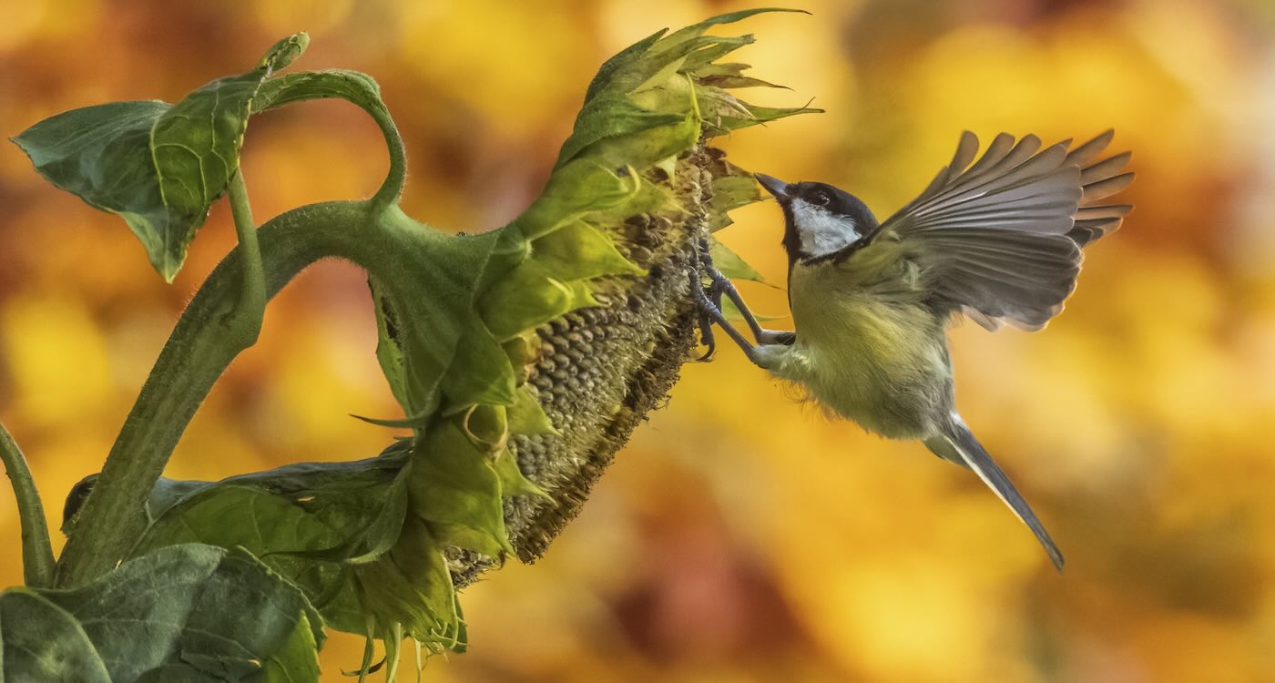 Birds Feast on Sunflower Seeds in Perfect Autumnal Scene Captured From Kitchen Window