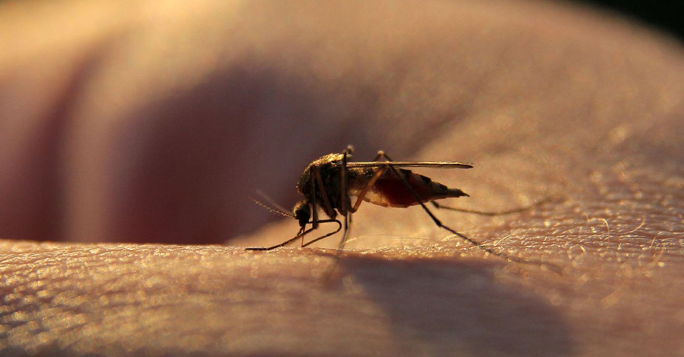 New Malaria Drug Succeeds in Large Clinical Trial to Combat Resistance