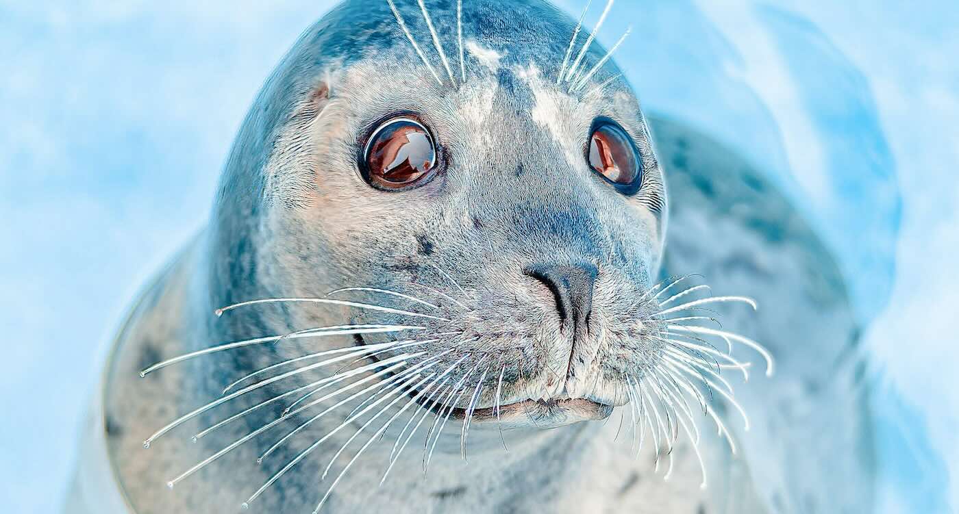 Seal Flops onto Photographer’s Boat to Escape Hunting Orca Pod–She Captured it All on Camera