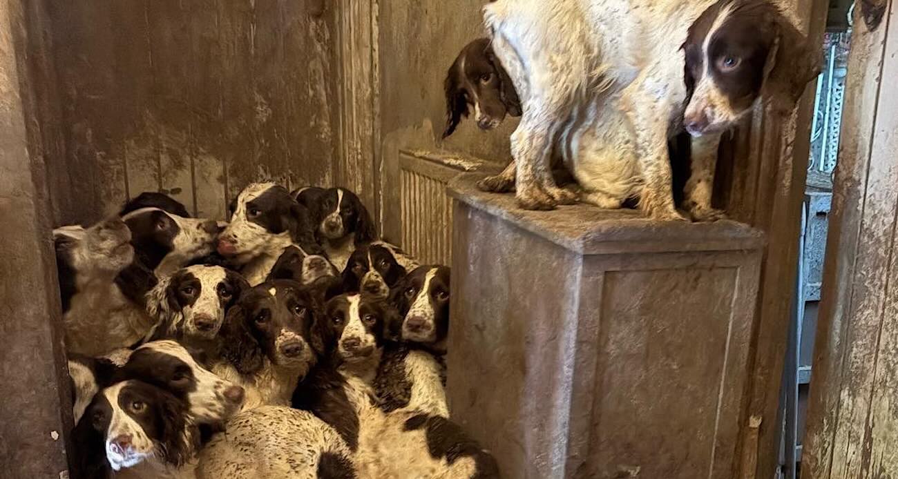 Dogs Rescued from ‘Squalid’ House are Being Retrained as Police Sniffer K-9s