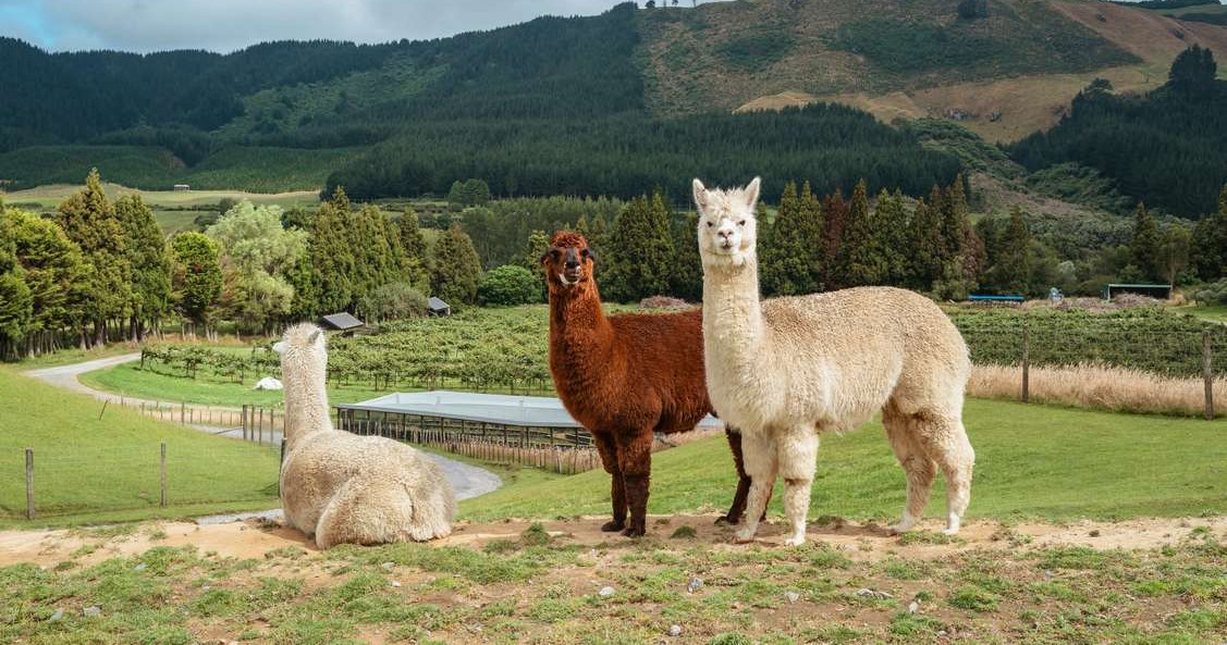 Unique Antibody from Camels and Alpacas Could Be Used to Treat Alzheimer’s