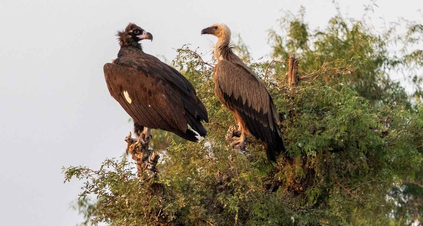 100 Years After Vultures Disappeared from These Mts, Their Return Completes ‘Europe’s Yellowstone’