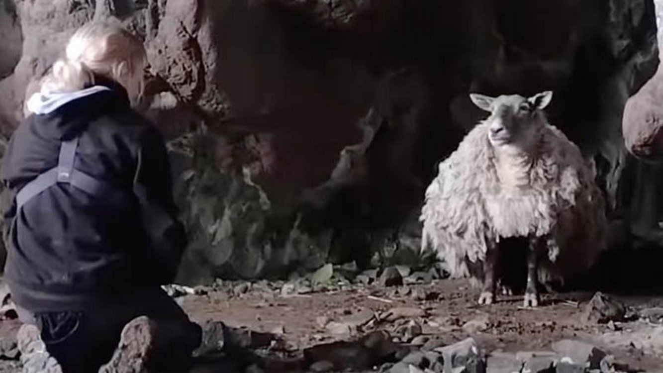 Britain’s Loneliest Sheep is Now Pregnant with Twins Two Years After Cliffside Rescue
