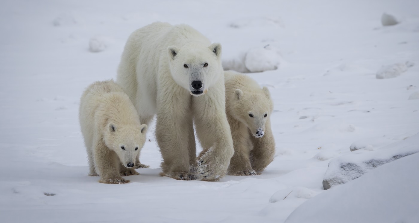 Polar Bear Adopts a Cub That Isn’t her Own–Extraordinary Behavior Caught on Camera