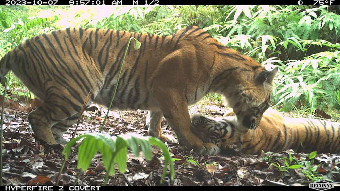 Nearly 3x More Encounters With Endangered Sumatran Tigers in Camera Trap Photos Than in Past Years