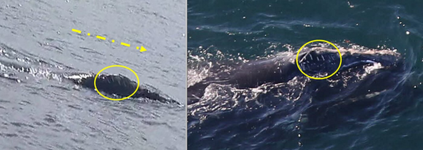 Endangered Whale That Turned up in Ireland, Shocking Scientists, Migrates to US Stunning More