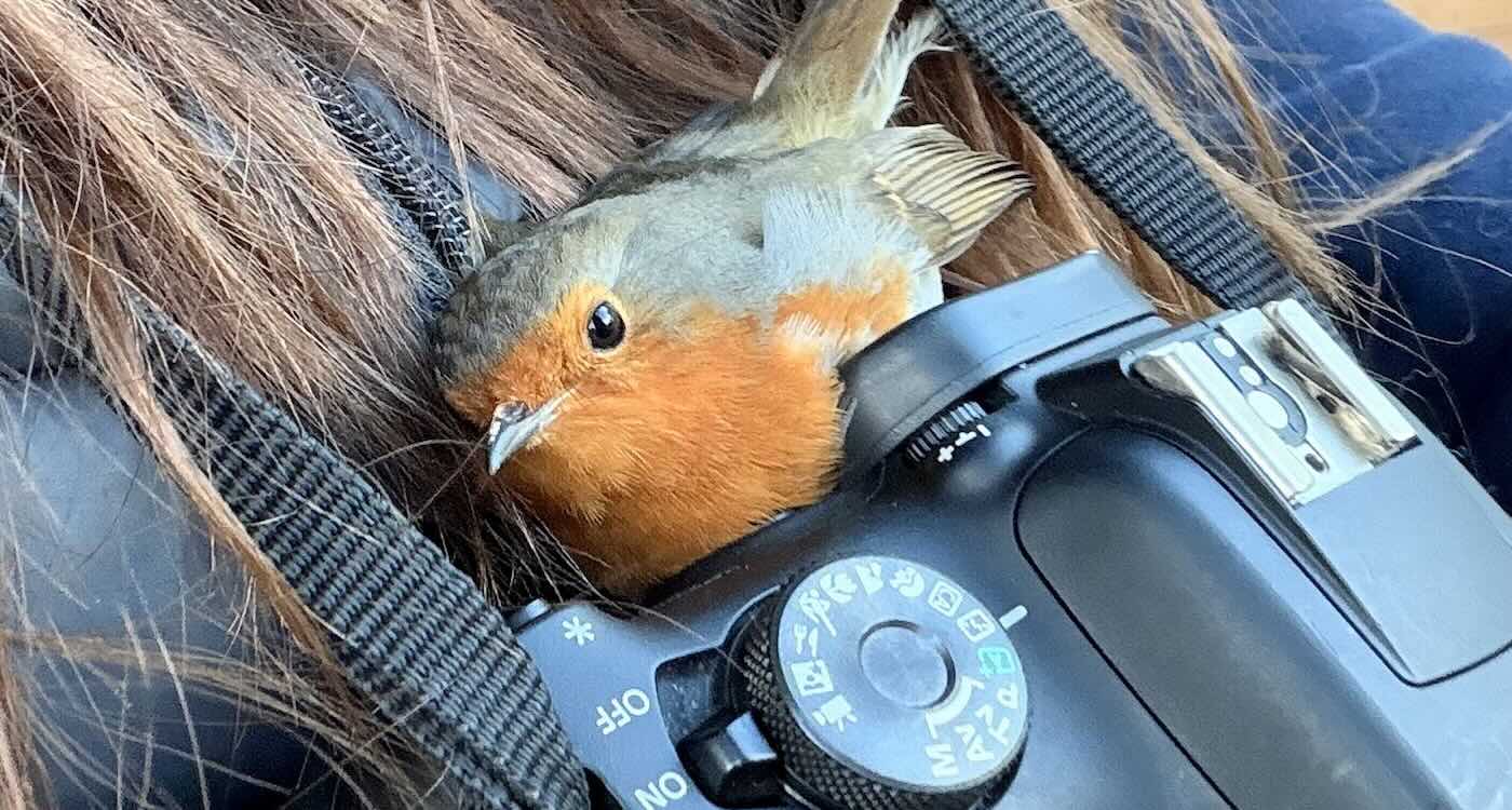 Bird Snuggles into Photographer’s Chest And Stayed With Her for Warmth on a Snowy Day (LOOK)