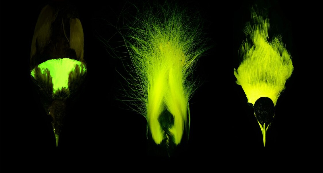 Birds-of-Paradise Flashy Feathers also Glow in Biofluorescence, Surprise Discovery Demonstrates