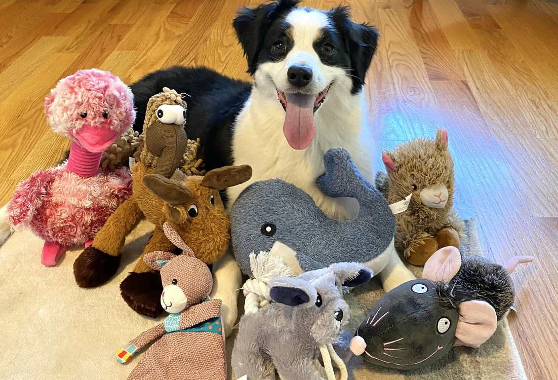 Some Dogs Learn New Words by Eavesdropping on Their Owners, Shows New Science